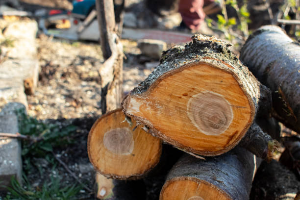 Trusted Wilson, OK Tree Care Experts