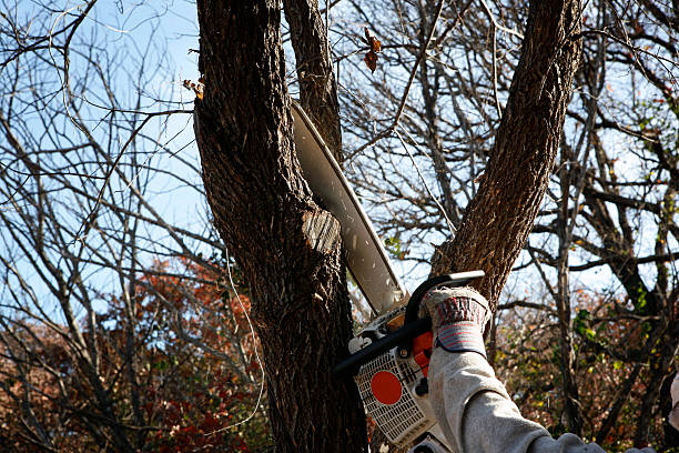 Best Tree and Shrub Care  in Wilson, OK